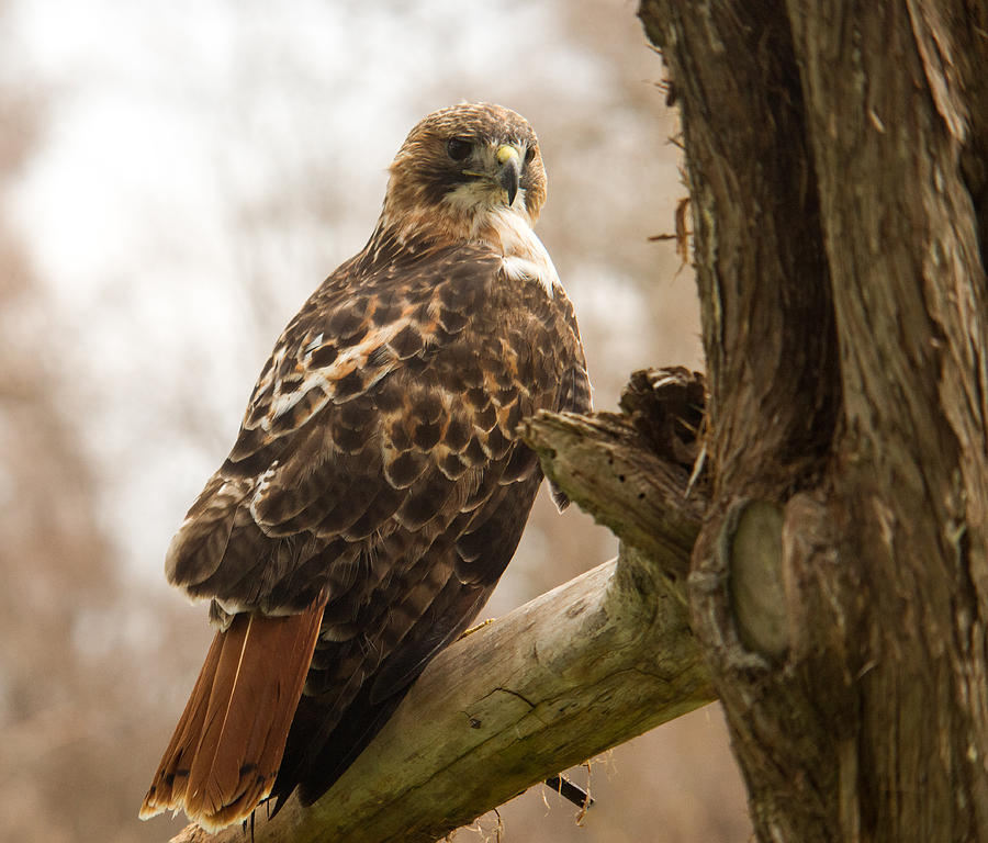 Hawk Photograph - Red Tailed Hawk 5 by Douglas Barnett