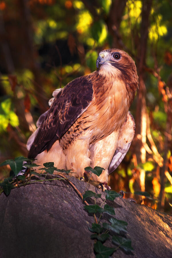 Red Tailed Hawk - 53 Photograph by Paul W Faust -  Impressions of Light