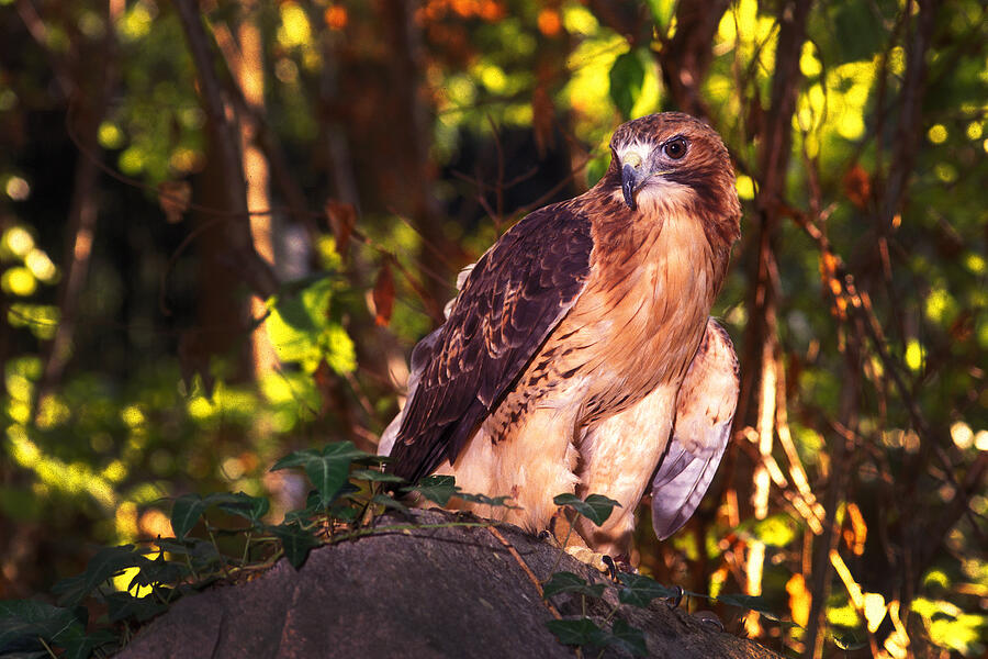 Red Tailed Hawk - 54 Photograph by Paul W Faust -  Impressions of Light
