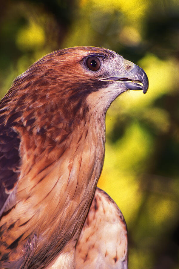 Red Tailed Hawk - 59 Photograph by Paul W Faust -  Impressions of Light