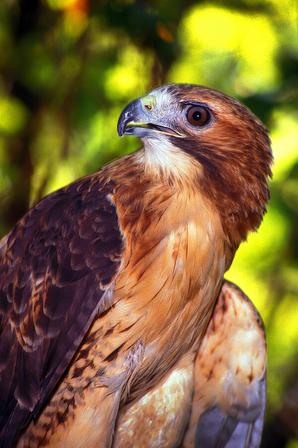 Red Tailed Hawk - 66 Photograph by Paul W Faust -  Impressions of Light
