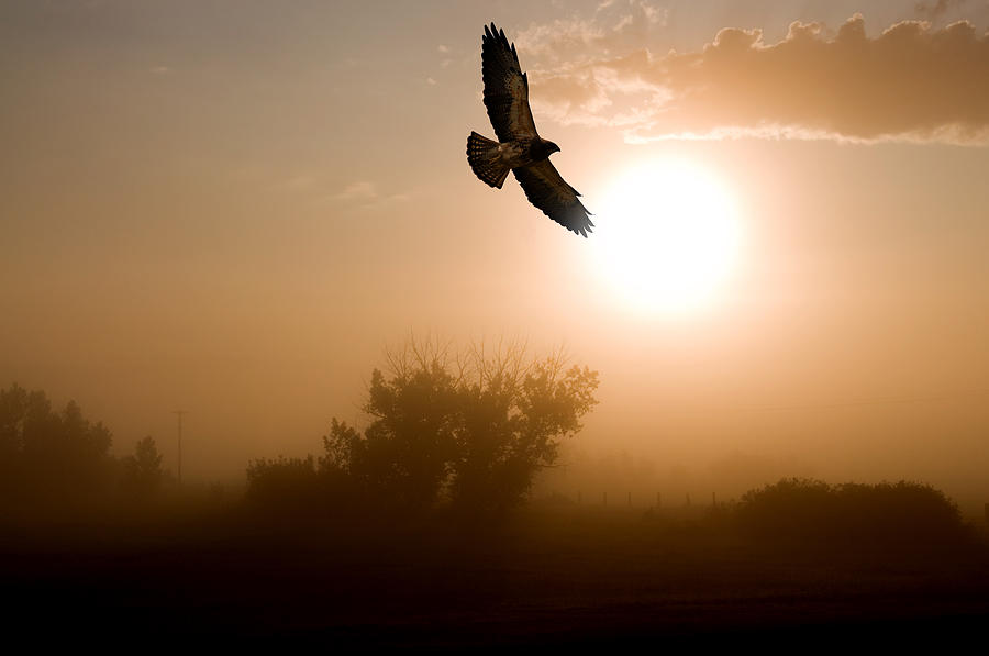 Red-tailed Hawk and a Misty Morning Sunrise. Photograph by Wwing