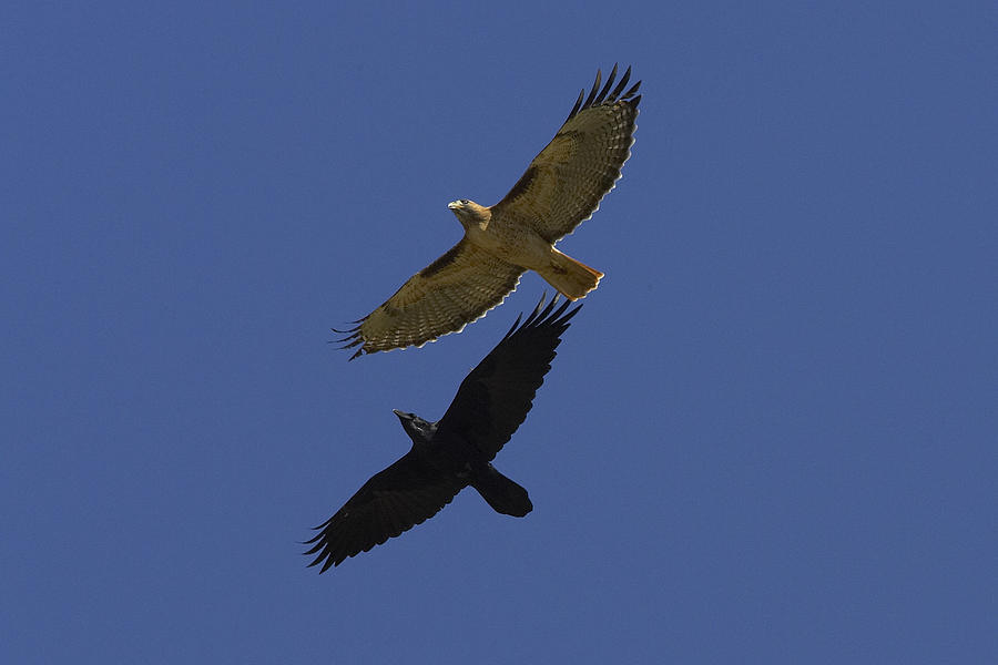 Animal Photograph - Red-tailed Hawk And Common Raven Flying by San Diego Zoo