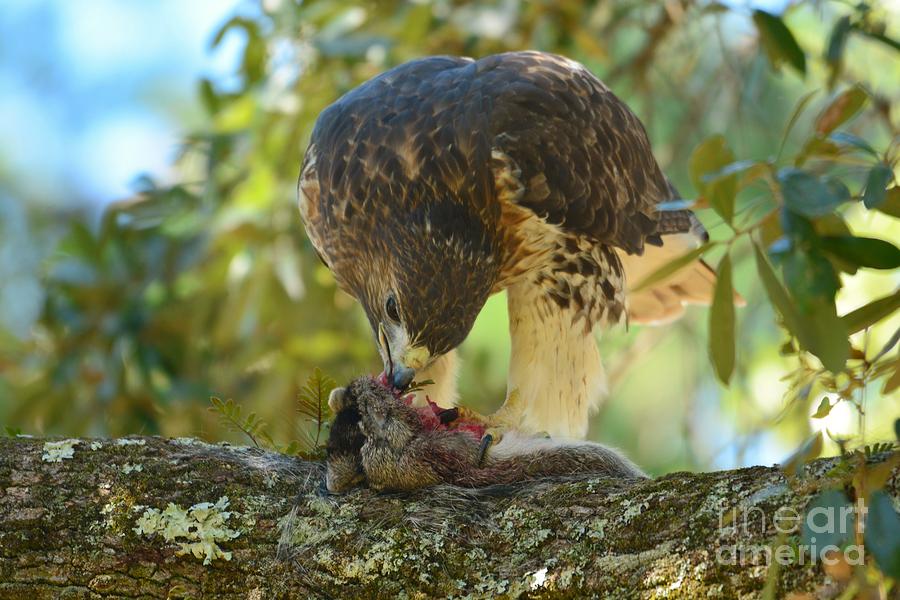 Red Tailed Hawk And Prey Photograph by Kathy Baccari
