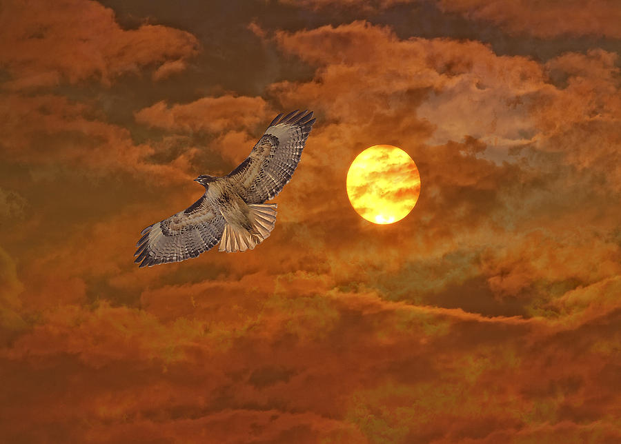 Red Tailed Hawk Photograph by Angela Stanton