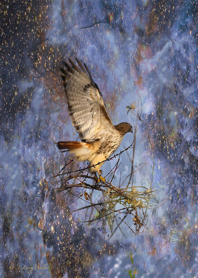 Red-Tailed Hawk Applauding The Early Morning Sunrise Digital Art by J Larry Walker