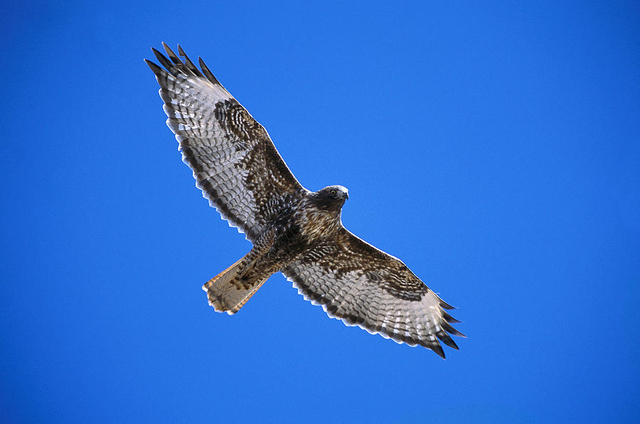 Red-tailed Hawk Arizona Photograph by Tom Vezo