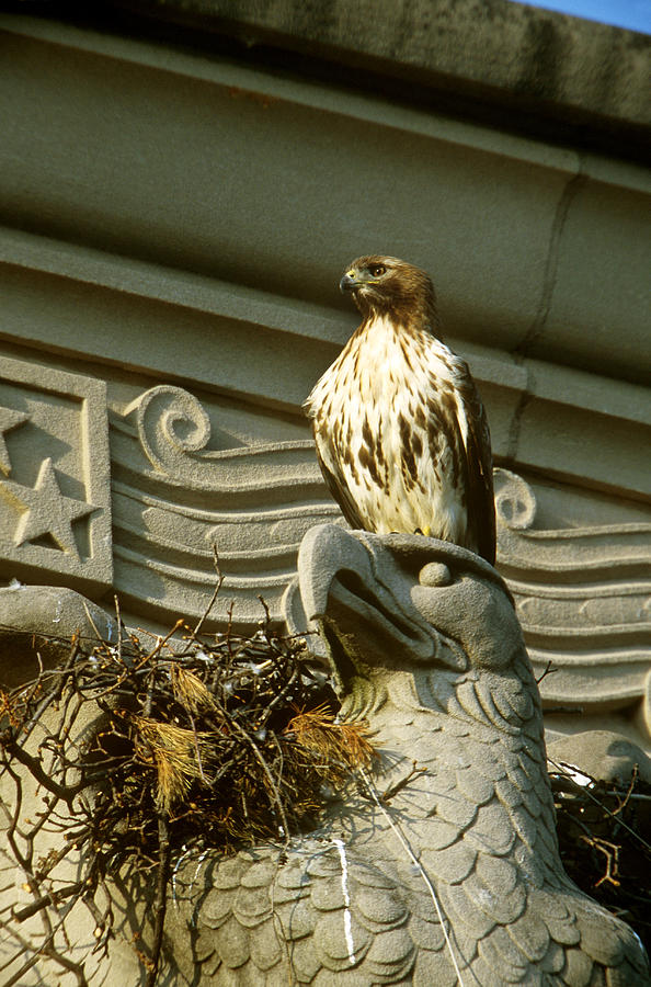 Red-tailed Hawk At Urban Nest Photograph by Paul J. Fusco