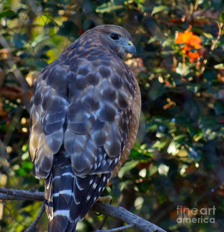 Red Tailed Hawk Back Photograph by Kandids By Katy - Fine Art America