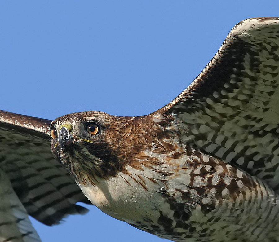 Red Tailed Hawk Closeup Photograph by Marcus Armani