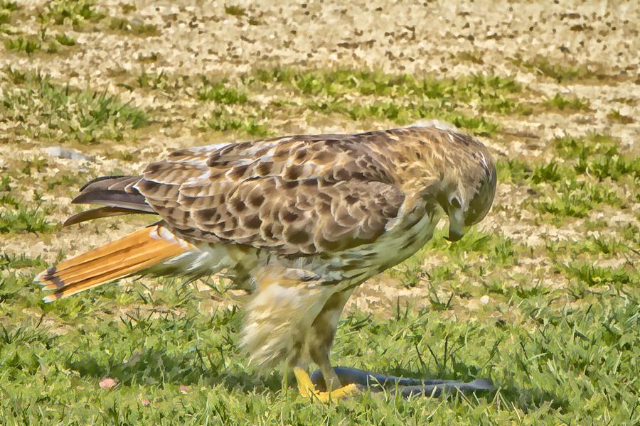 Red-tailed Hawk Contemplating -  Photo Art Photograph by Constantine Gregory