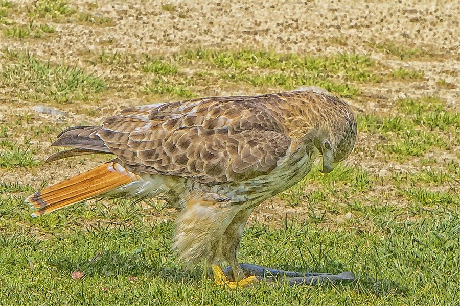 Red-tailed Hawk Contemplating Photograph by Constantine Gregory
