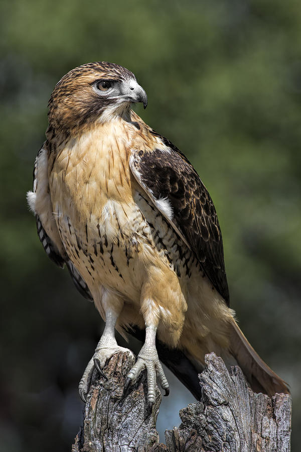 Hawk Photograph - Red Tailed Hawk by Dale Kincaid