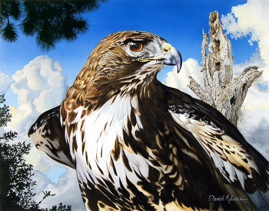 DA141 Red Tailed Hawk by Daniel Adams Painting by Daniel Adams