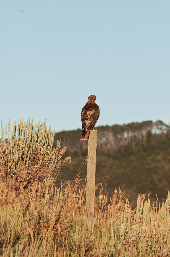 Red Tailed Hawk Photograph by Daniel Hebard