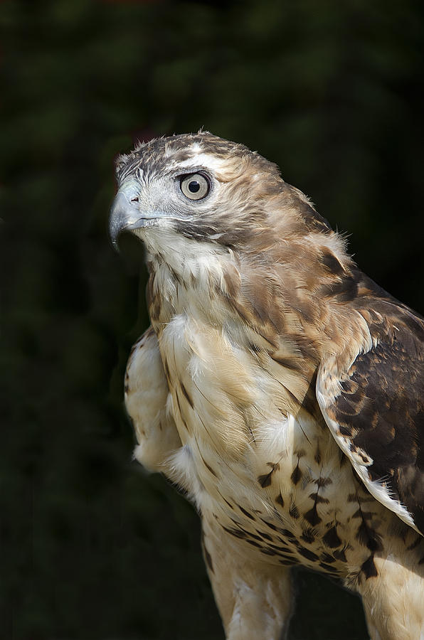 Red-tailed Hawk Photograph by Donna Doherty
