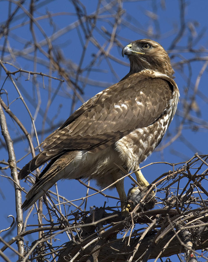 Red-tailed Hawk DRB057 Photograph by Gerry Gantt
