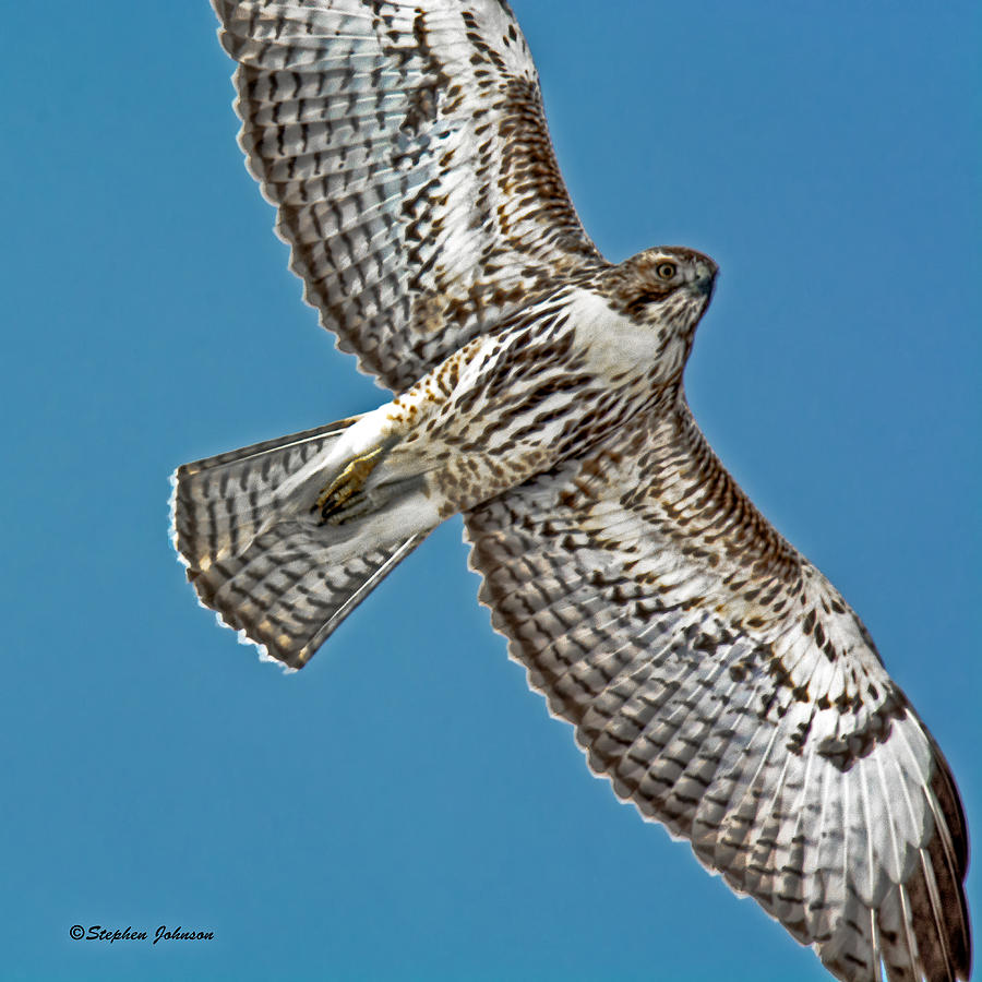 Red-tailed Hawk Fly-over Photograph by Stephen Johnson