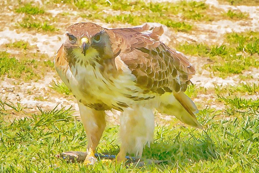 Red-tailed Hawk Head On Photo Art Photograph by Constantine Gregory