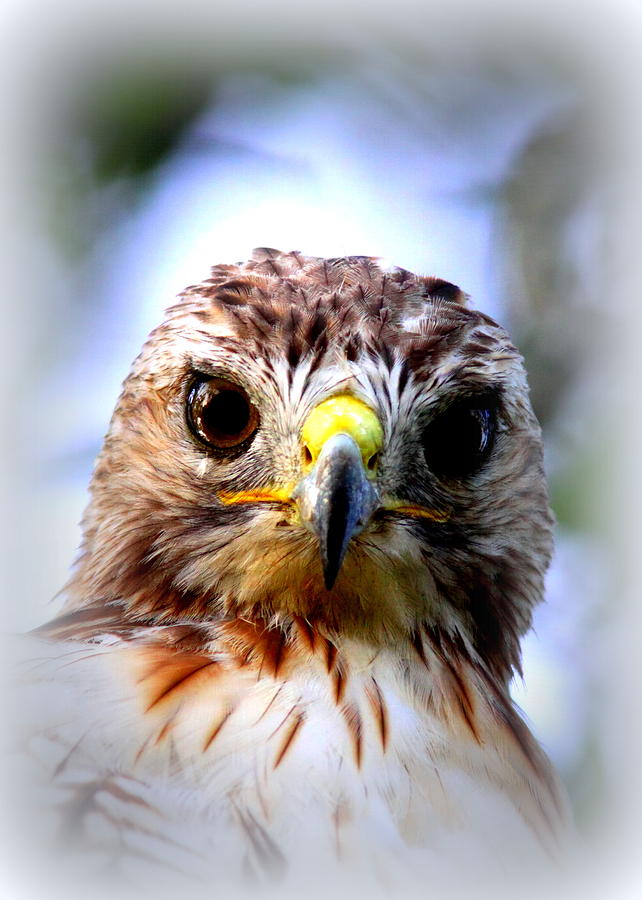 Red-tailed Hawk Headshot Photograph by Travis Truelove