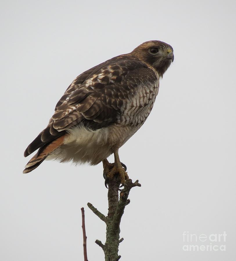 Hawk Photograph - Red-tailed Hawk by Helen Campbell