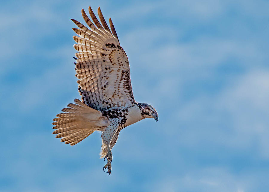 Red-Tailed Hawk Hovering Photograph by Dawn Key - Fine Art America