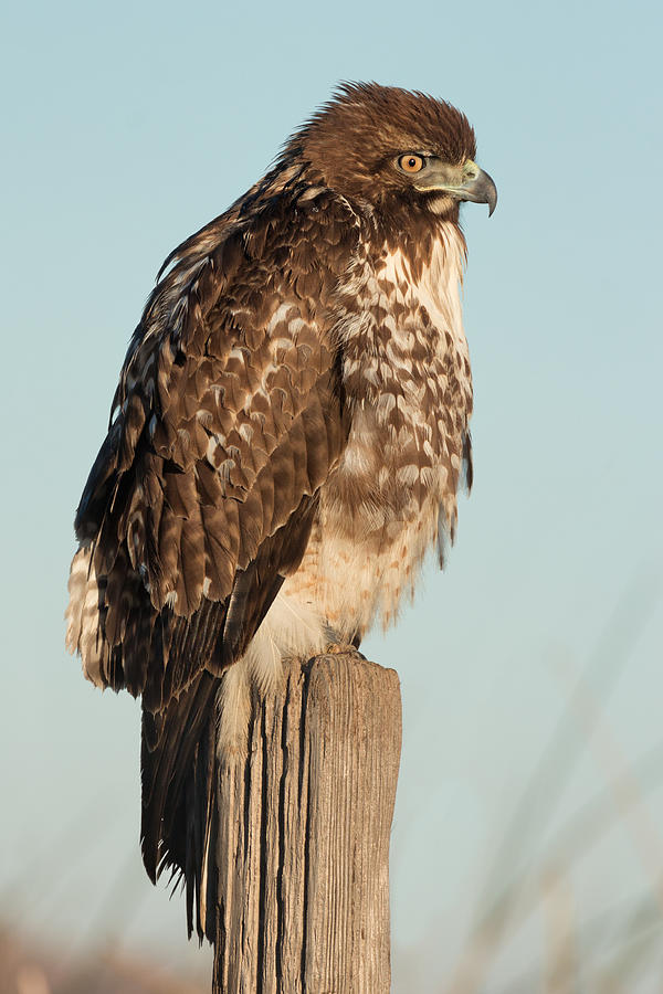 Red-tailed Hawk Hunting Photograph by Kathleen Bishop