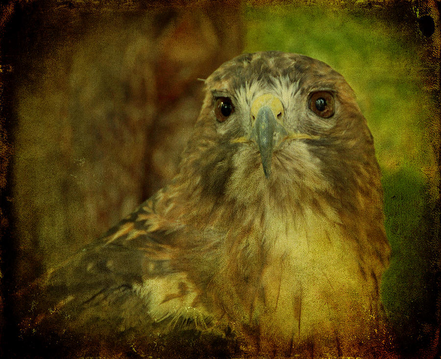 Hawk Photograph - Red-tailed Hawk II by Sandy Keeton
