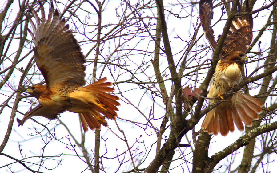 Red-tailed Hawk - IMG_7808-009 Photograph by Travis Truelove