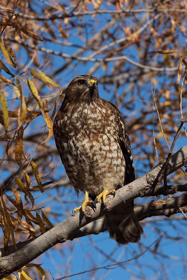 Hawk Photograph - Red-Tailed Hawk in a Willow Tree by Kathleen Bishop