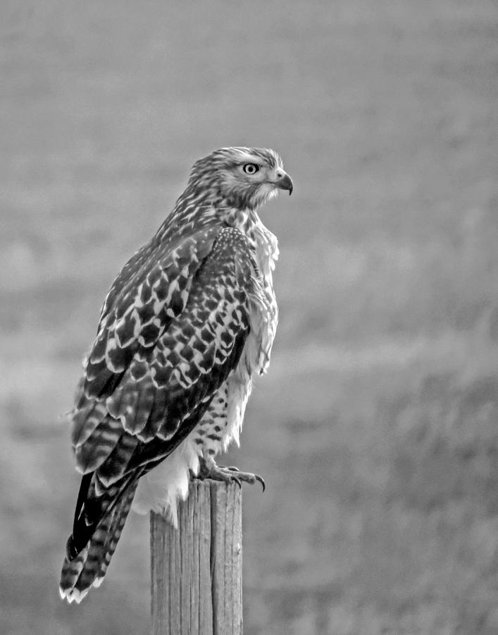 Red-tailed Hawk in Black and White Photograph by Dawn Key