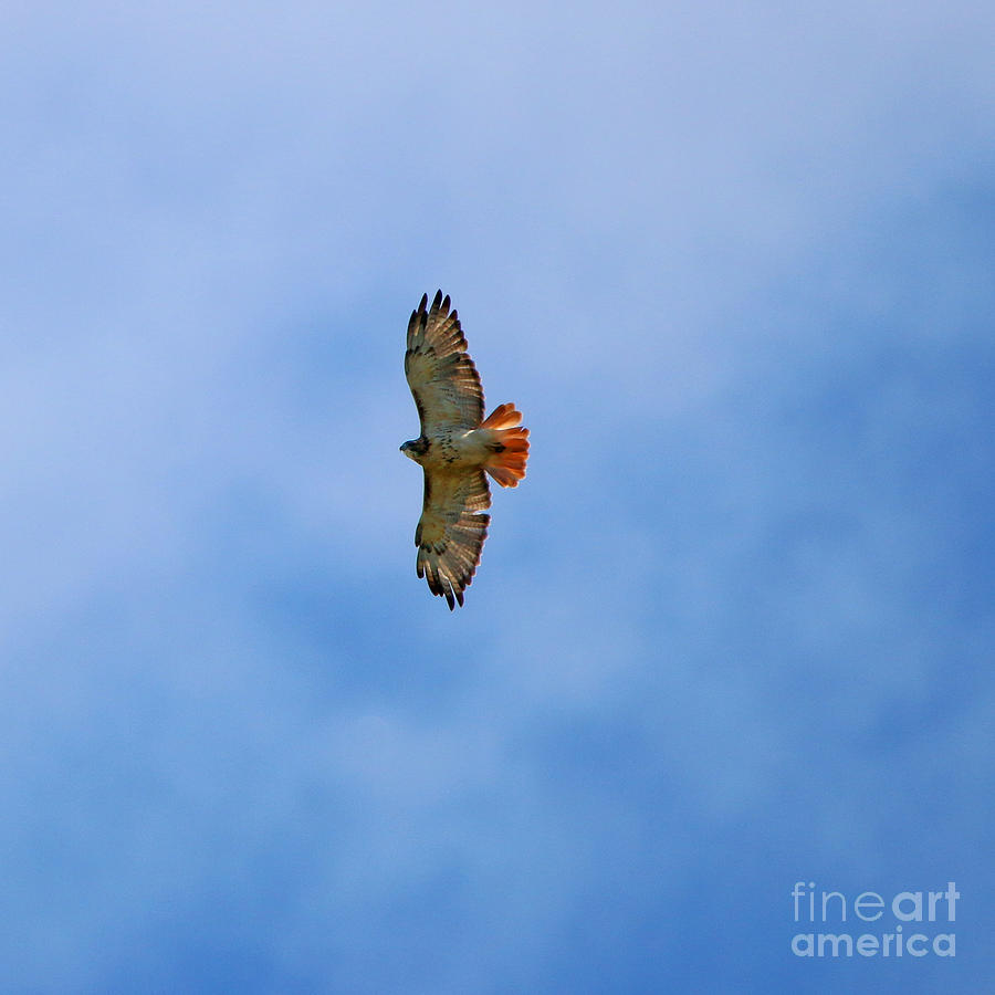Red Tailed Hawk in Flight  0304 Photograph by Jack Schultz