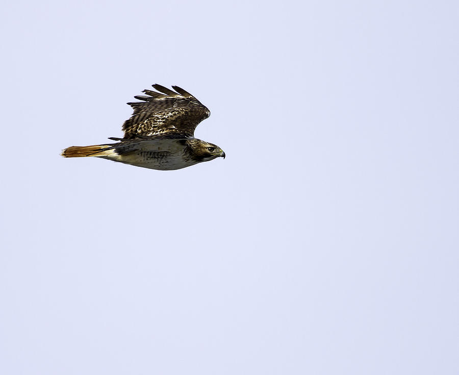 Red-tailed Hawk in Flight 1 Photograph by Thomas Young