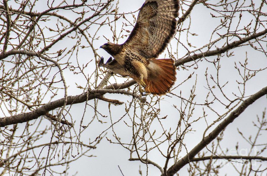 Red-Tailed Hawk in Flight-2 Photograph by M Dale - Fine Art America