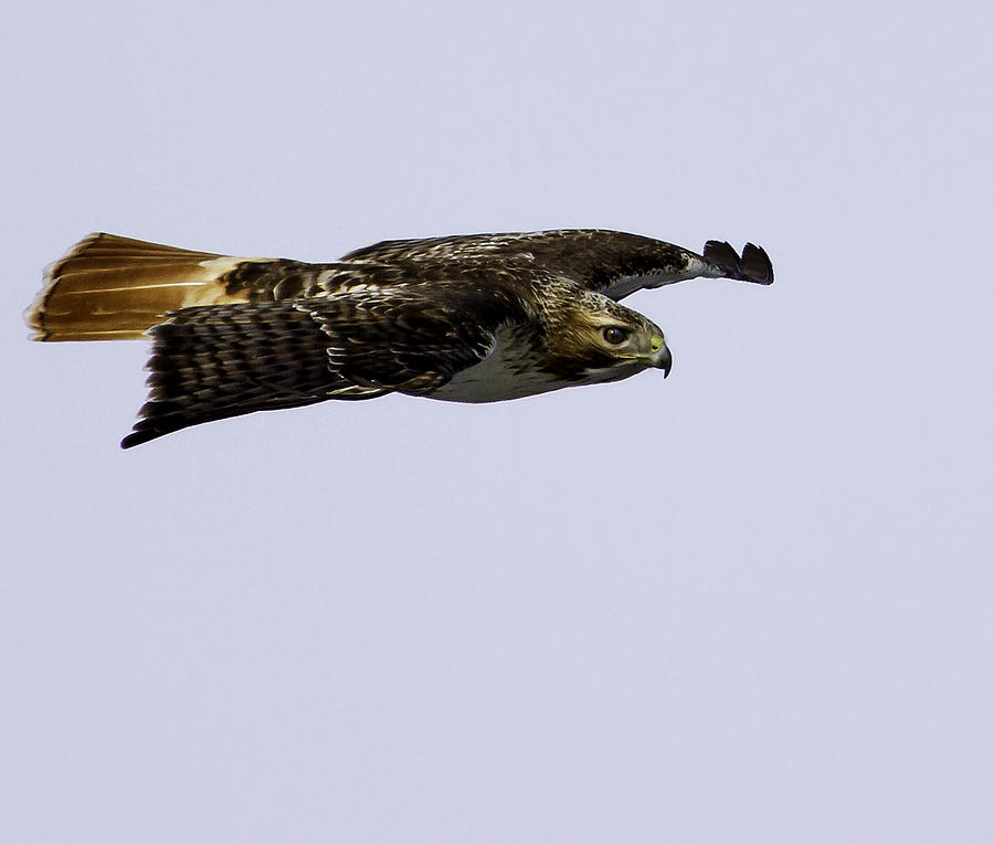 Red-tailed Hawk in Flight 2 Photograph by Thomas Young
