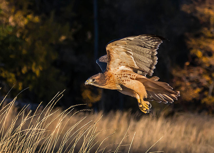 Red-Tailed Hawk in Flight Photograph by Dawn Key