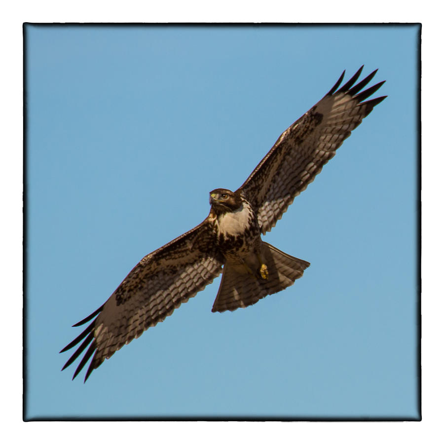 Red Tail Hawk Photograph - Red Tailed Hawk in Flight by Janis Knight