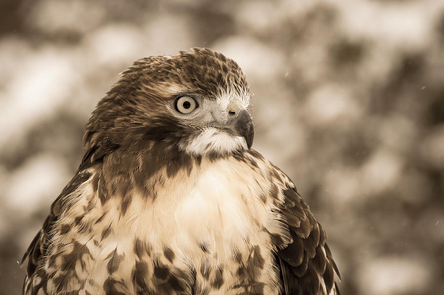 Red-Tailed Hawk in Snow-sepia Photograph by Joye Ardyn Durham