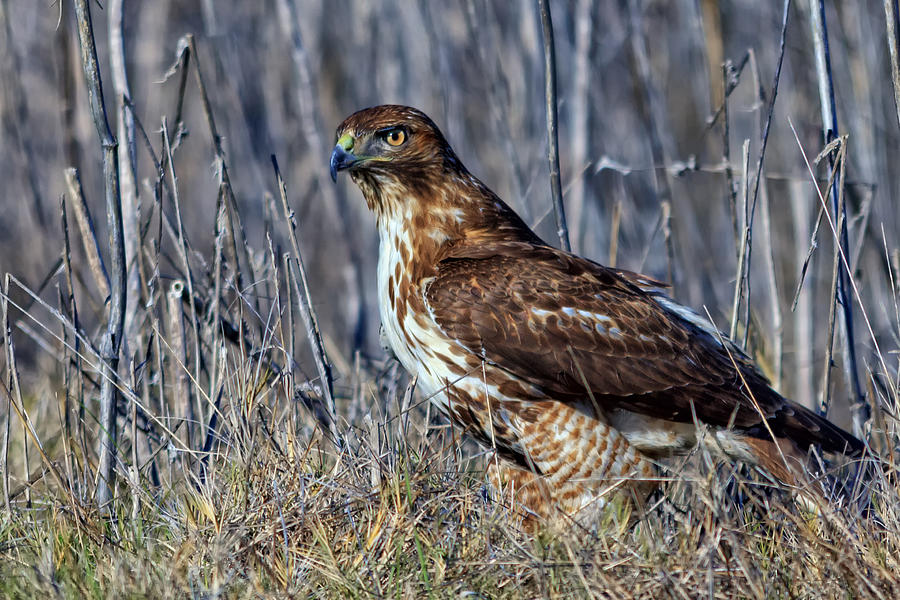 Red-tailed Hawk in the Sacramento Valley Photograph by Kathleen Bishop