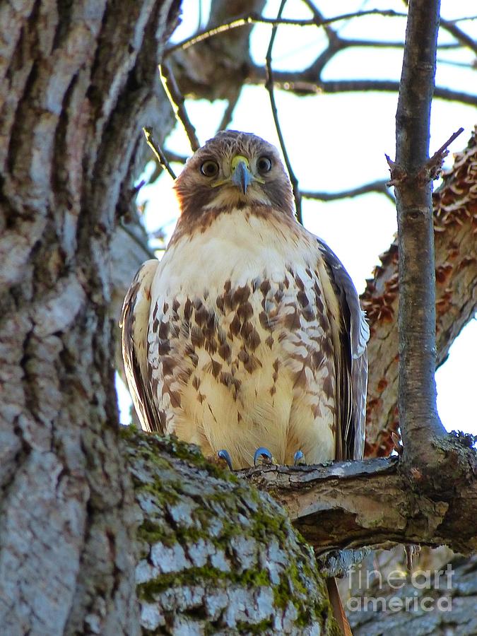 Red Tailed Hawk In Tree Portrait Photograph