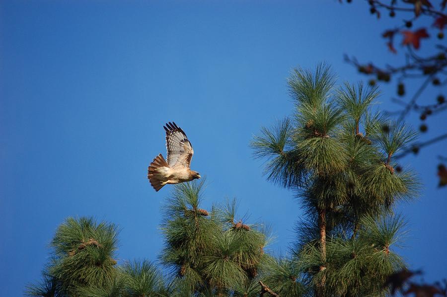 On Top Of The World Photograph - Red Tailed Hawk Inflight by Linda Brody