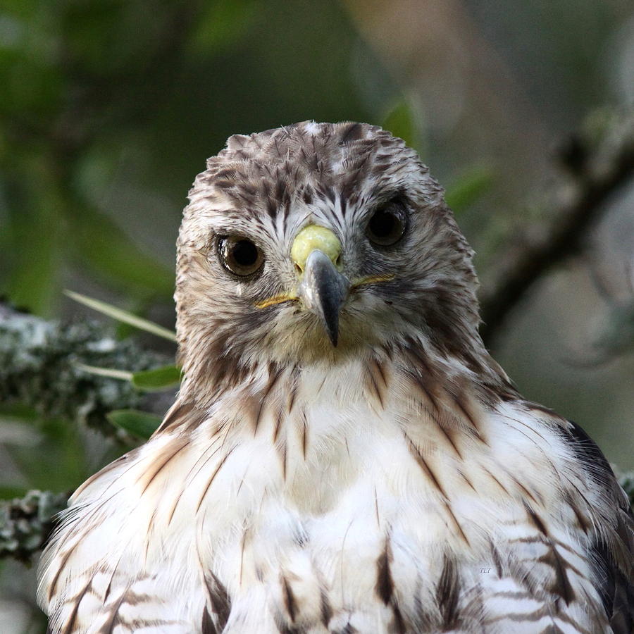 Red-tailed Hawk is a Prince Photograph by Travis Truelove