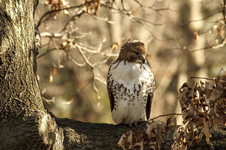 Red-Tailed Hawk Photograph by Jack R Perry