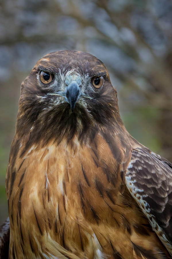 Hawk Photograph - Red Tailed Hawk by James Woody