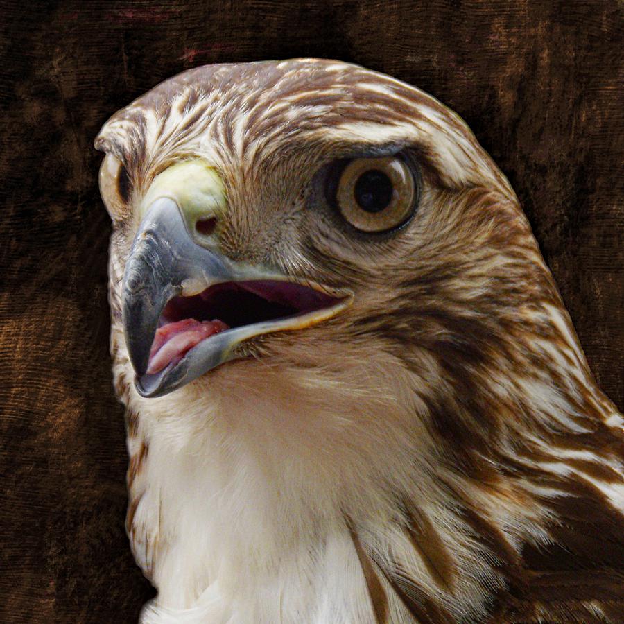 Red-Tailed Hawk Photograph by Joe Duket