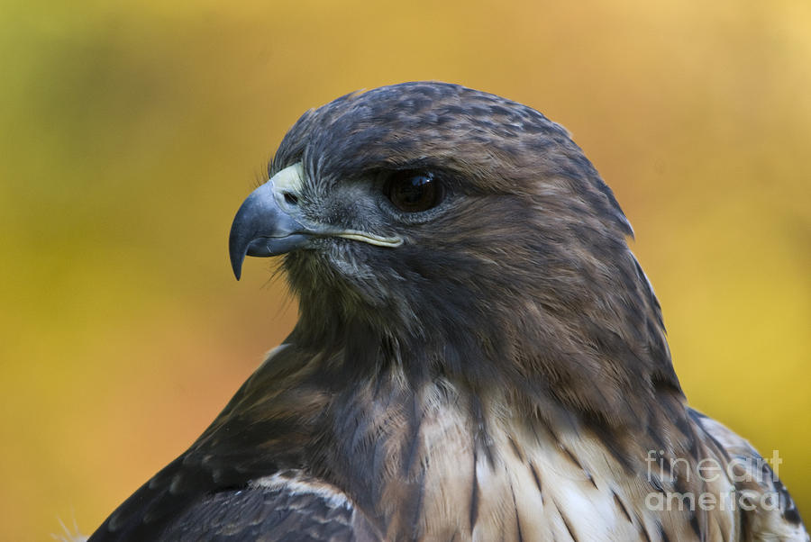 Red Tailed Hawk Photograph by John Greco