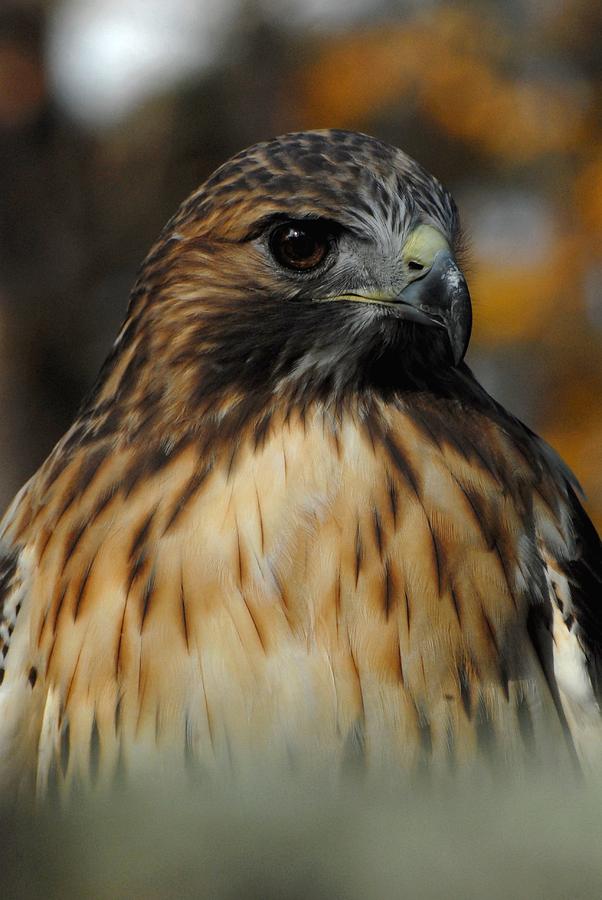 Red Tailed Hawk Photograph by Joyce StJames