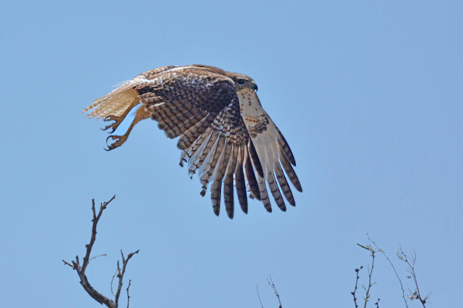 Red-tailed Hawk Juvenile Photograph by Alan Lenk