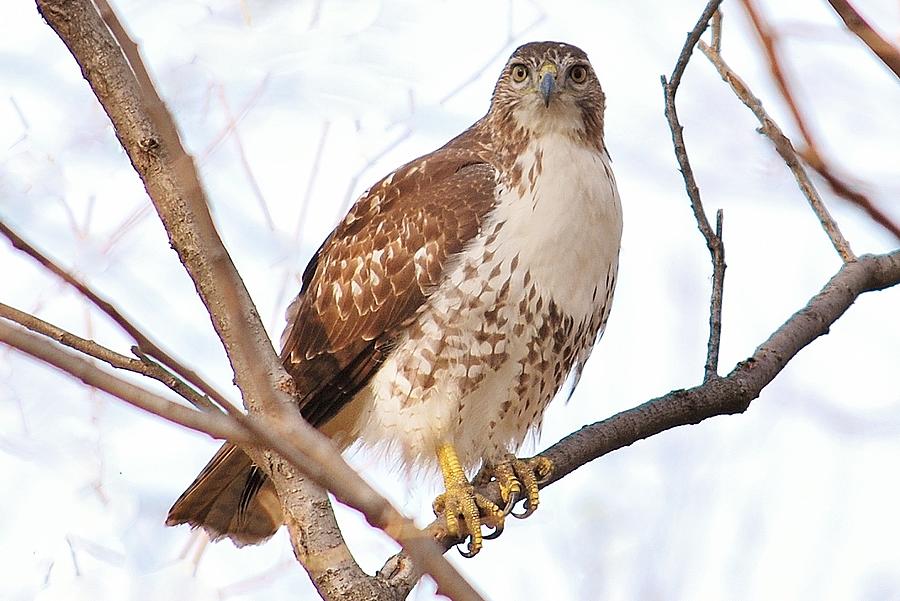 Red-tailed Hawk  Juvenile Photograph