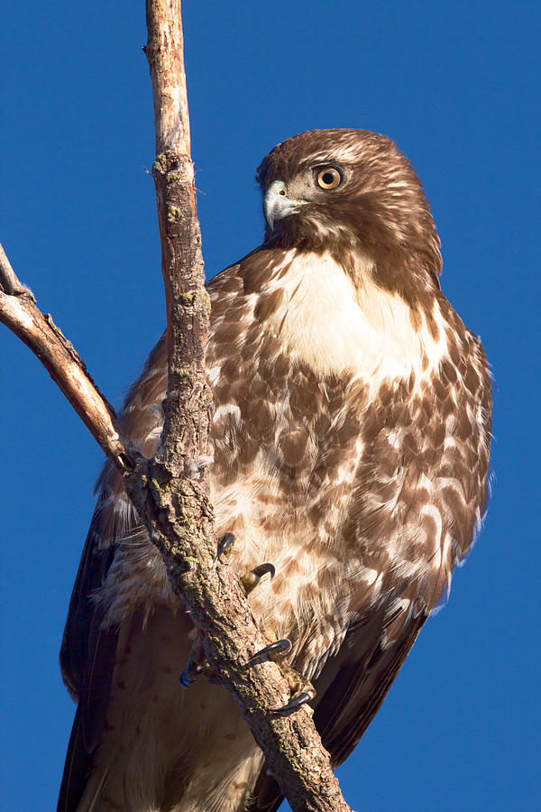 Red-tailed Hawk Photograph by Kathleen Bishop